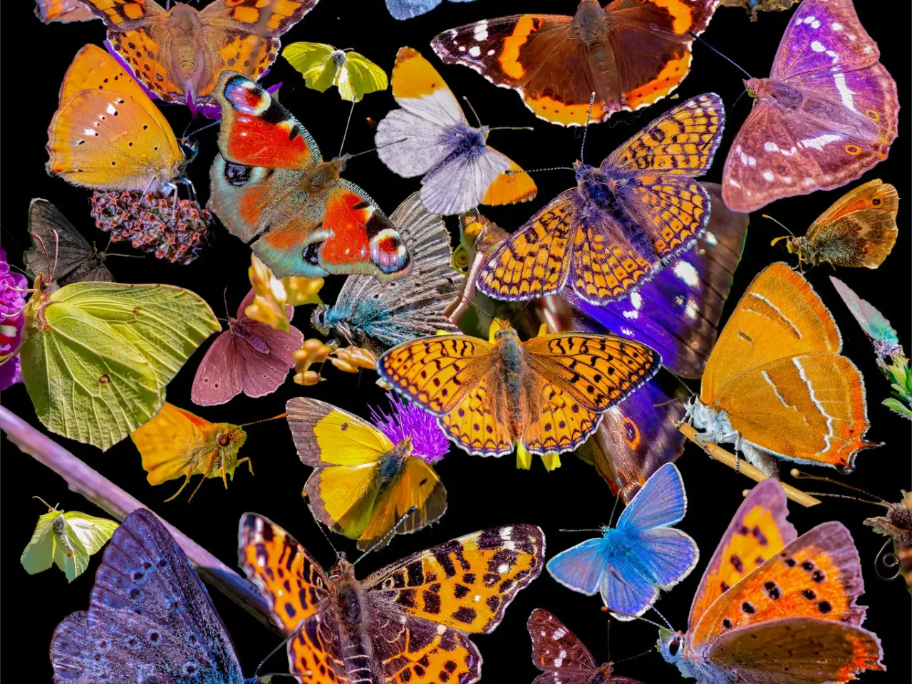 Billede 1 - Sommerfugle collage billeder