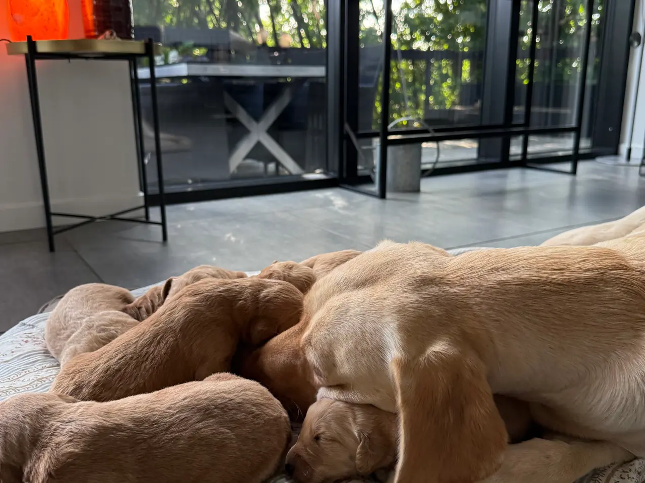 Billede 3 - Labradoodles