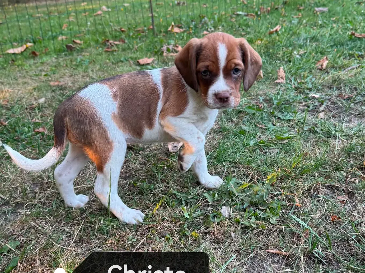 Billede 3 - Amerikansk cockerspaniel blanding 