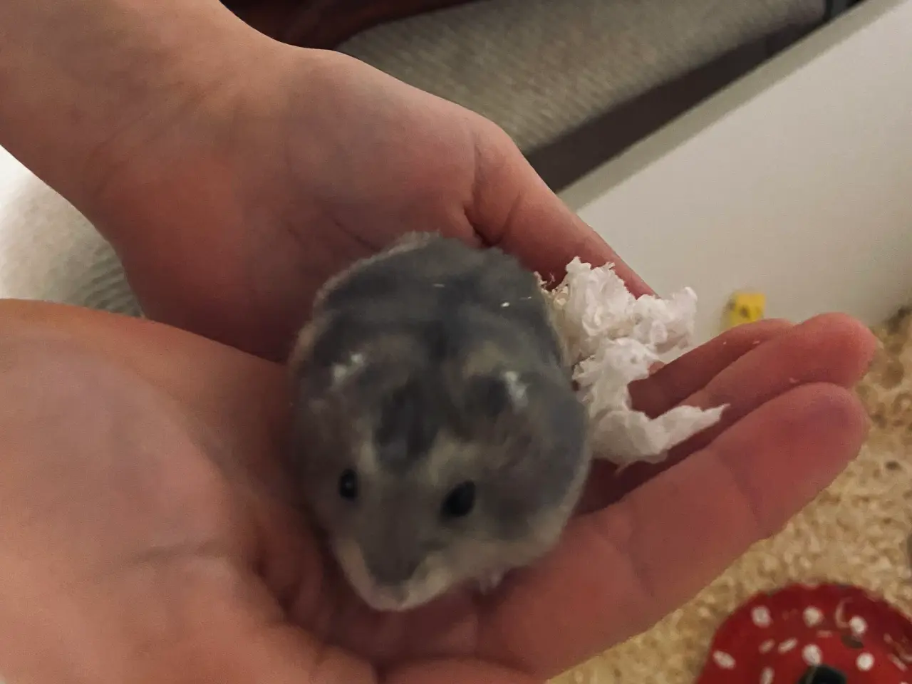 Billede 1 - Piger og drenge Hamster