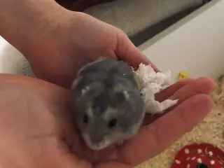 Piger og drenge Hamster