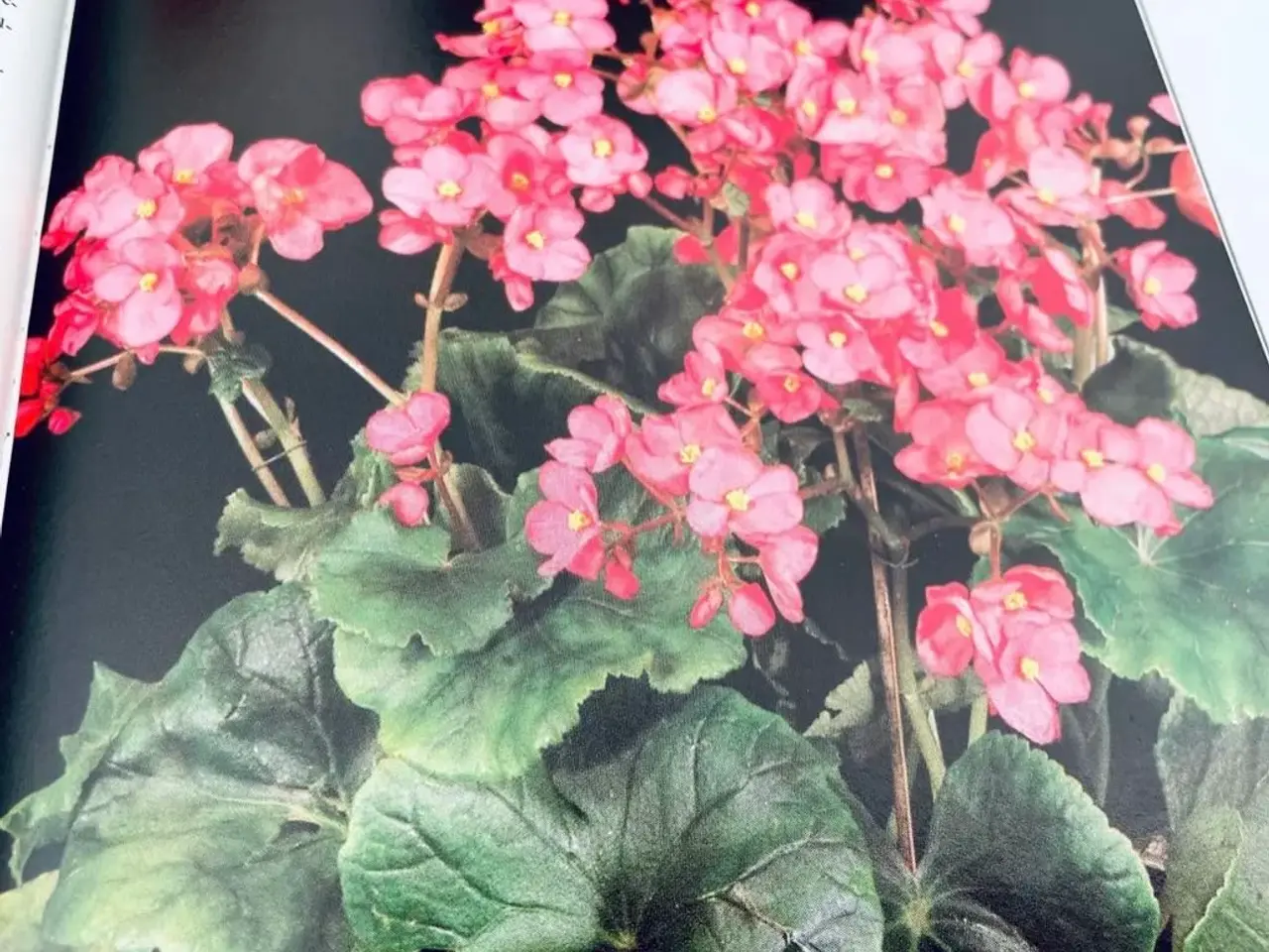 Billede 9 - Stueplanter bo bedre 