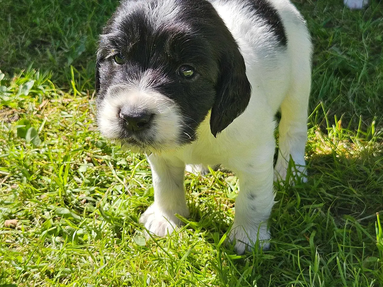 Billede 3 - Engelsk springer spaniel 