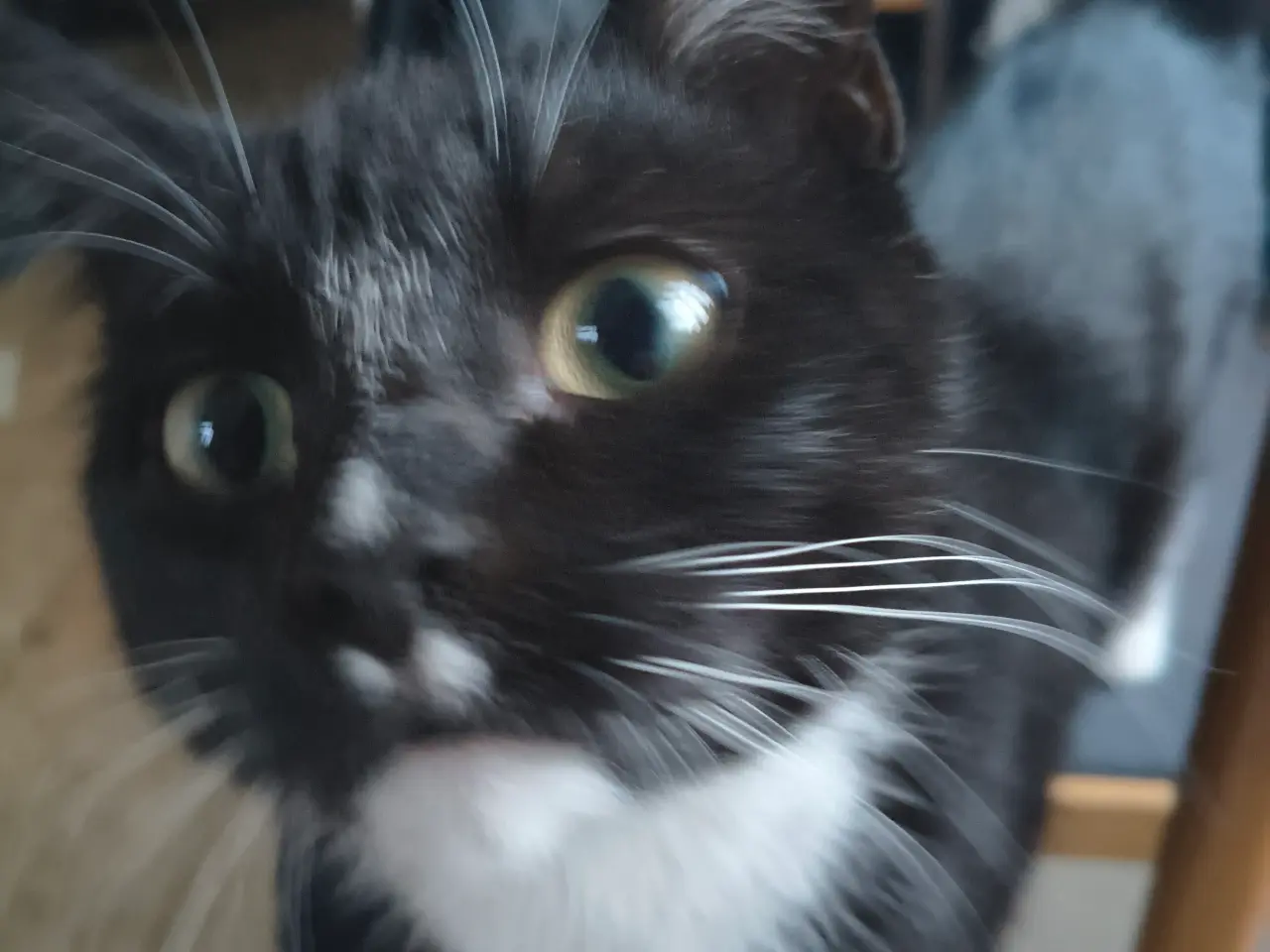Billede 1 - Kat gratis med kattemad og kattebakke gratis og va