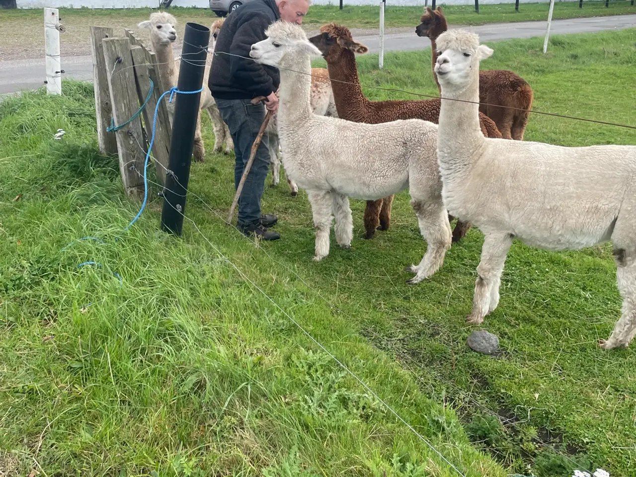 Billede 3 - Alpacaer sælges