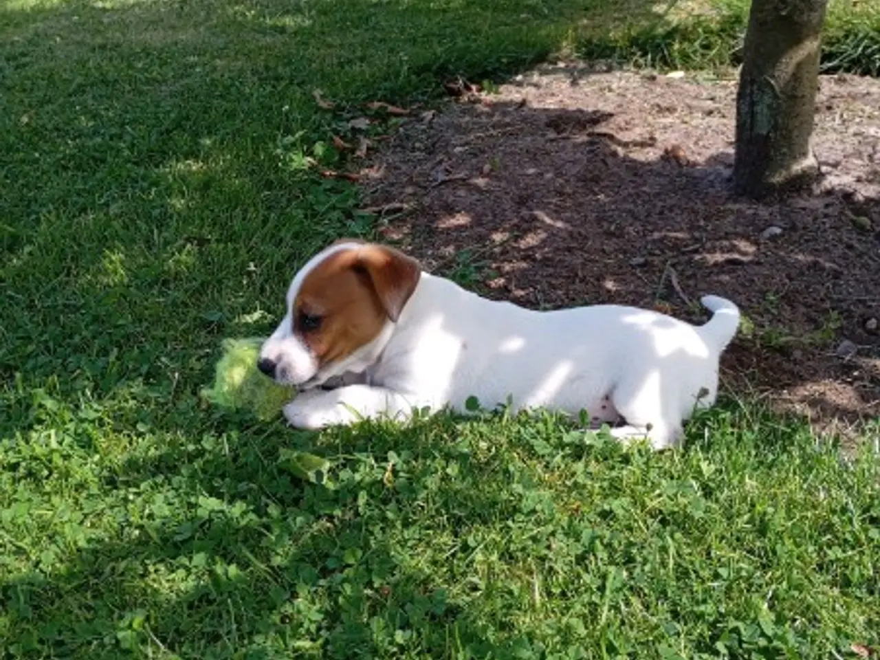 Billede 3 - Jack Russel hvalpe