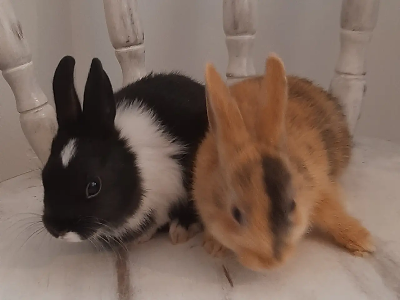 Billede 13 - (1200kr for 2)8 Unge kaniner🐰🐇 forskellige racer