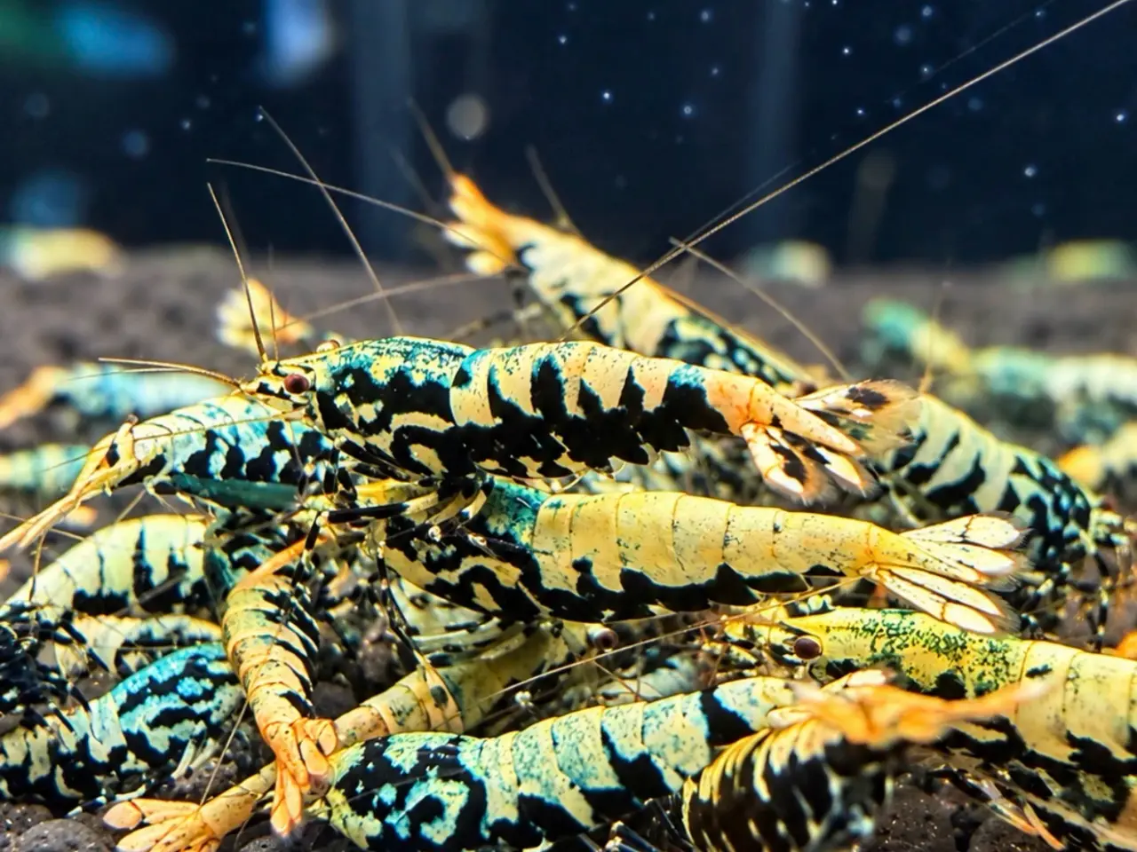 Billede 1 - Flotte Caridina Galaxy Fishbone Rejer
