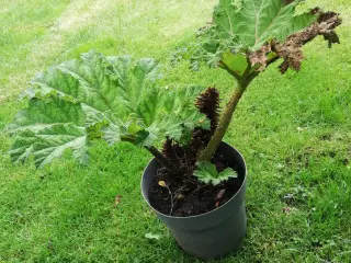 Mammut blad /Gunnera plante