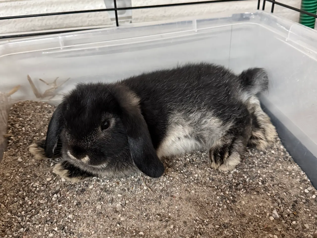 Billede 3 - Minilop / mini lop