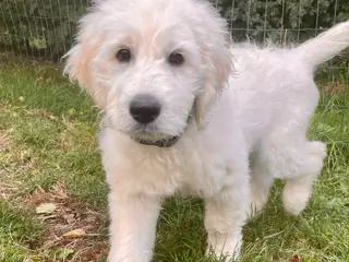 Golden DOODLE - drenge-hvalp - 5