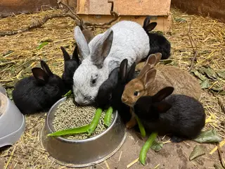 Kaninunger