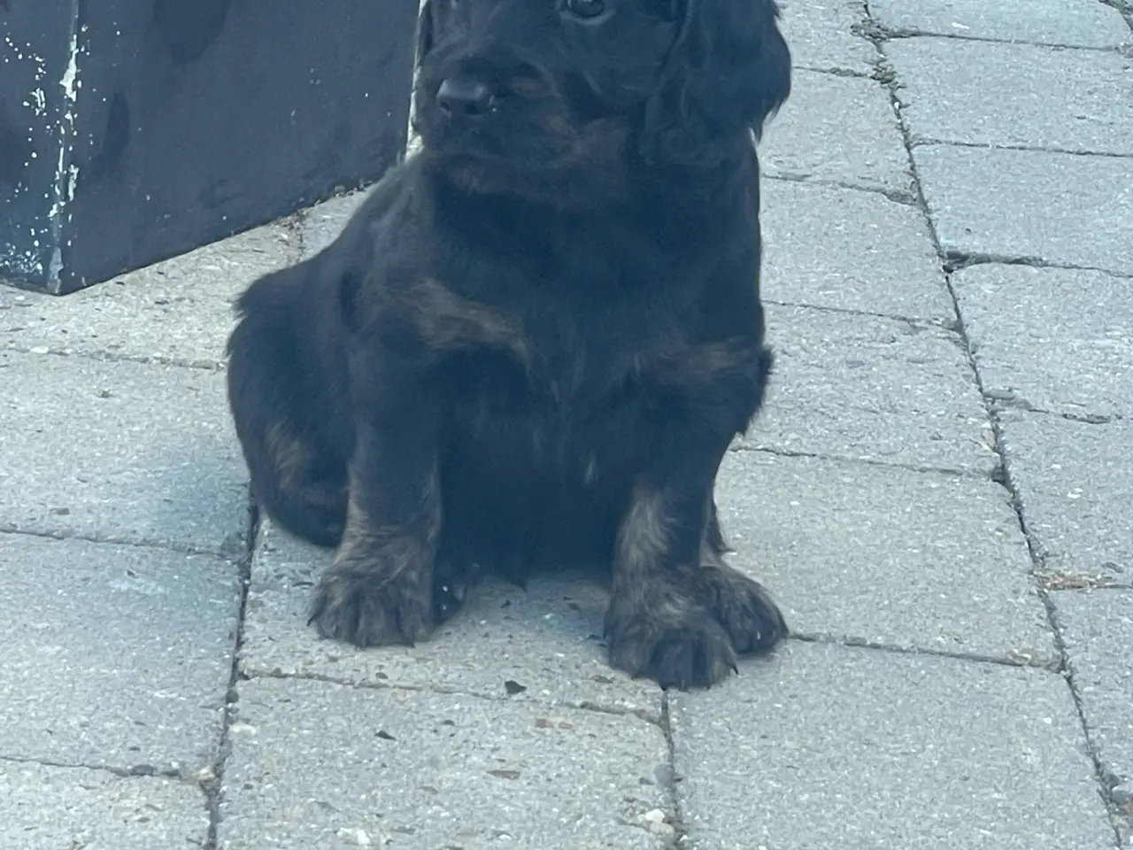 Billede 10 - Golden/cocker/flatcoated familie el jagthunde