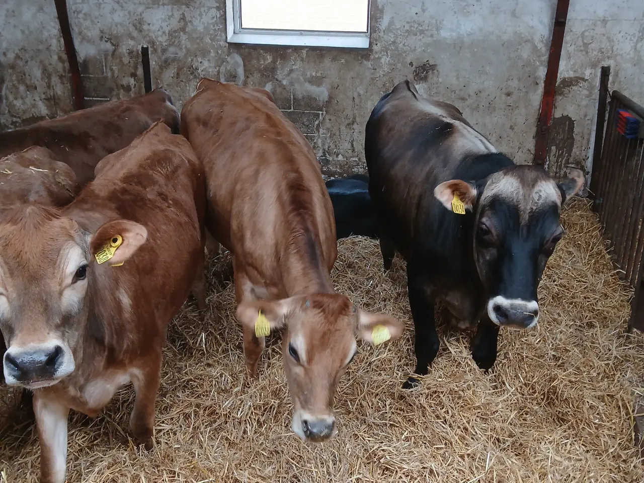 Billede 4 - Jersey kvier