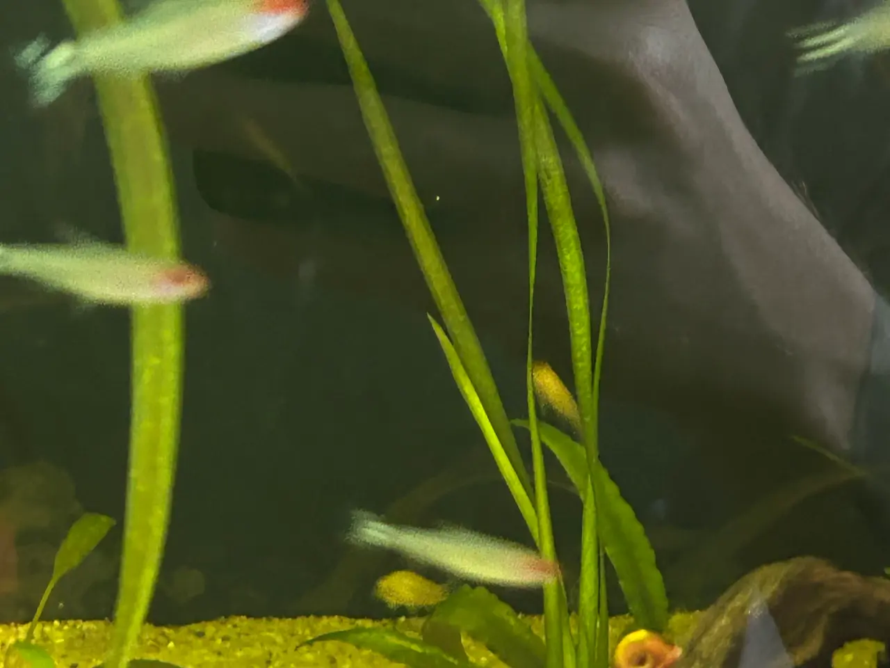 Billede 6 - 🔥🐟 Rødnæsetetra – perfekte stimefisk til akvarie