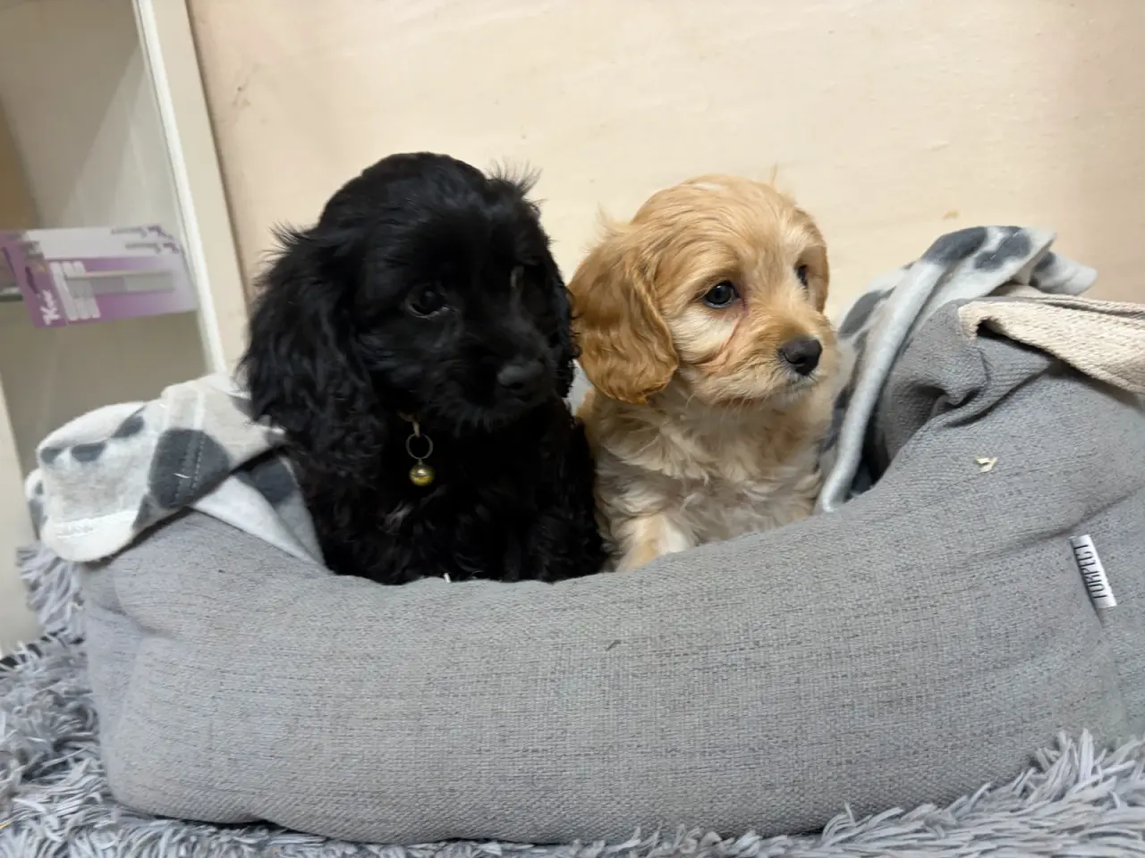 Billede 5 - De smukkeste F1 Cavapoo babyer
