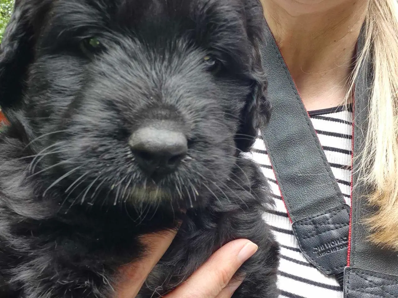 Billede 3 - Bernerdoodle til salg