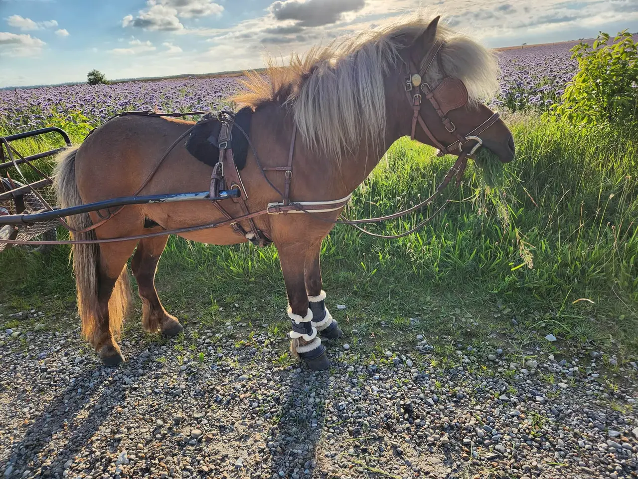 Billede 2 - Amerikanske miniature hingst med fuld stamtavle