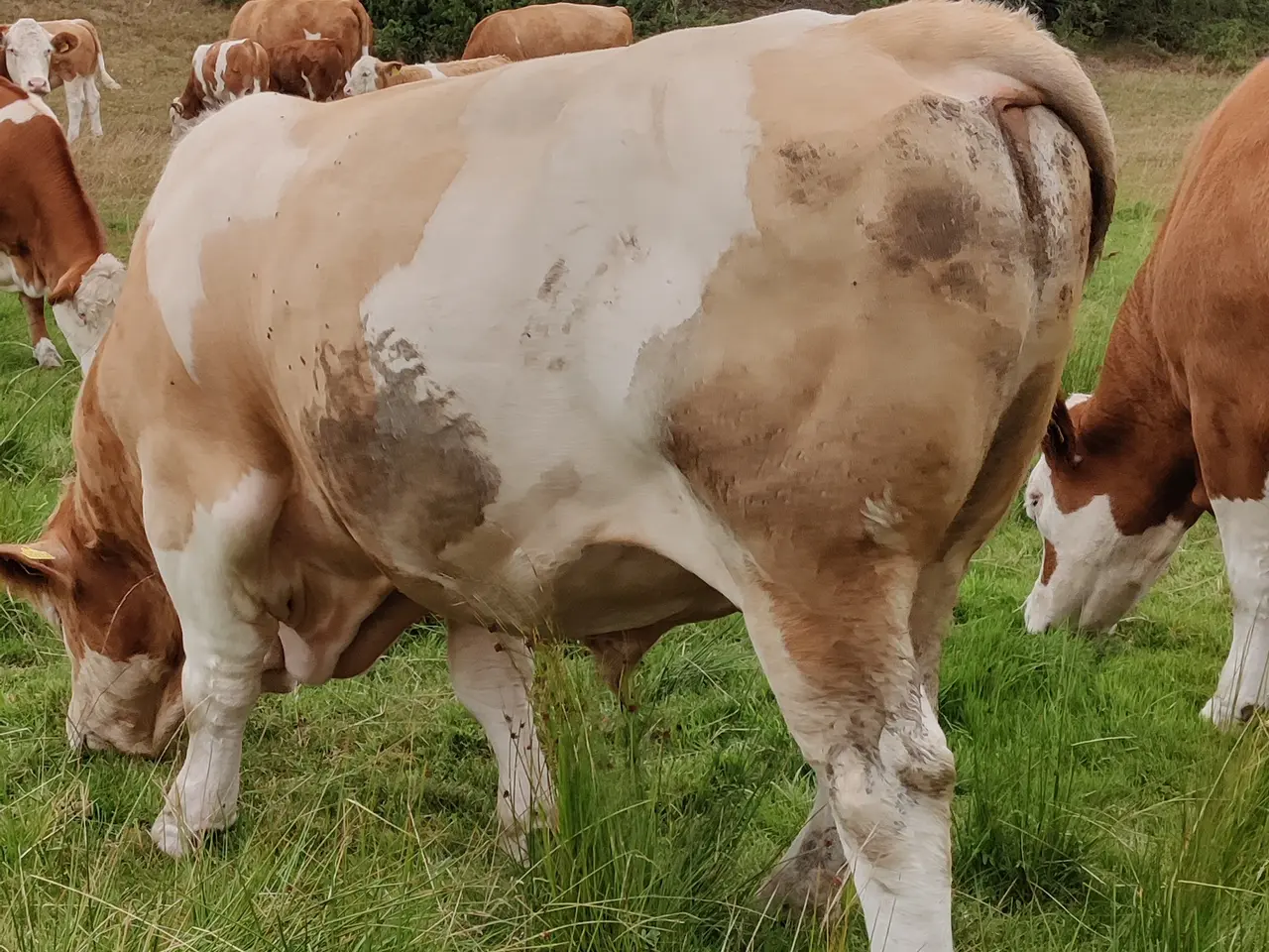 Billede 4 - Simmental tyr sælges