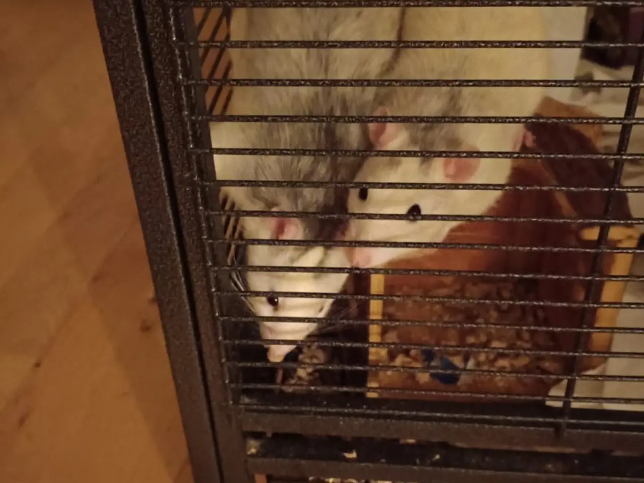 Billede 4 - Tamrotter