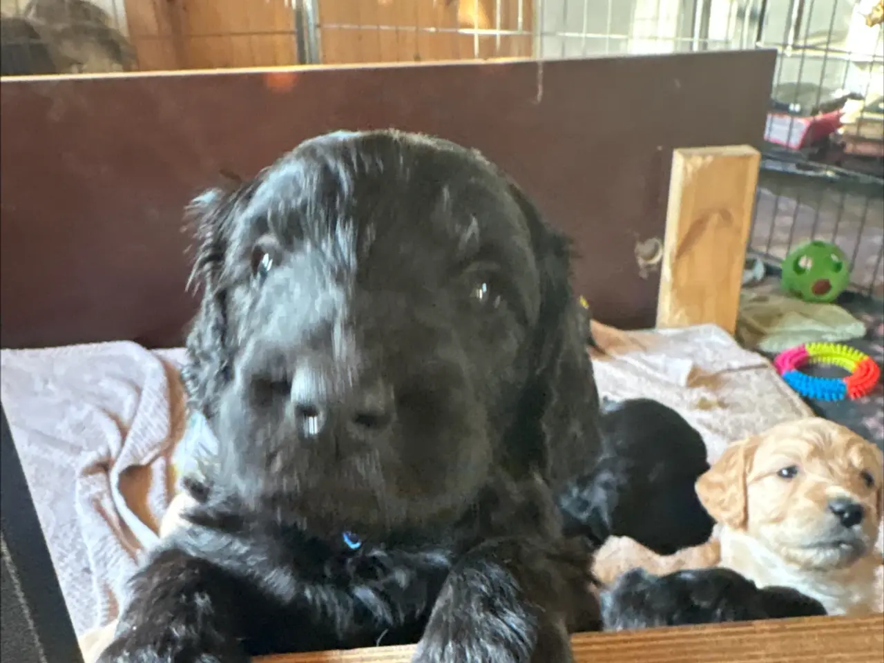 Billede 2 - Goldendoodle