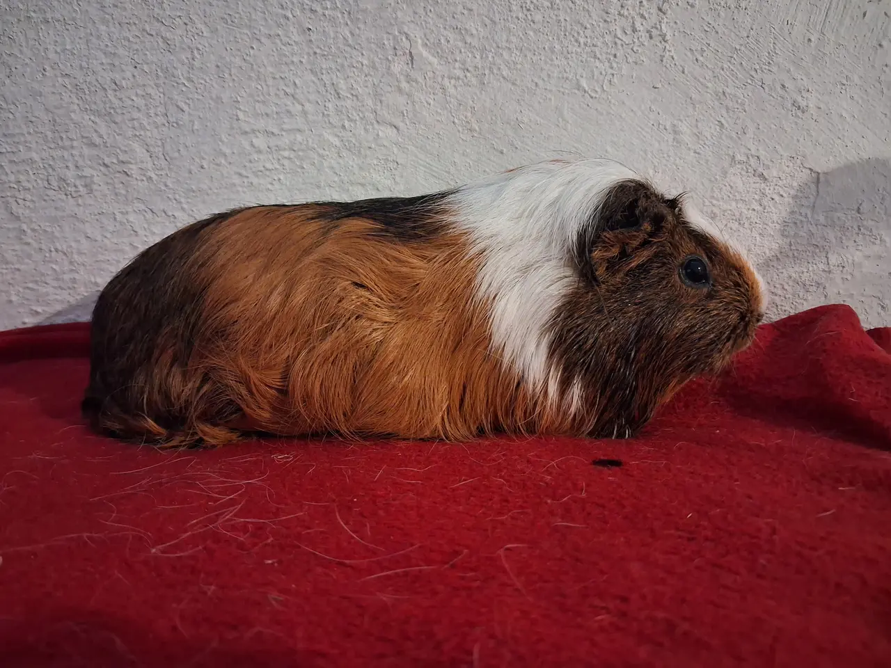 Billede 1 - Marsvin pige 