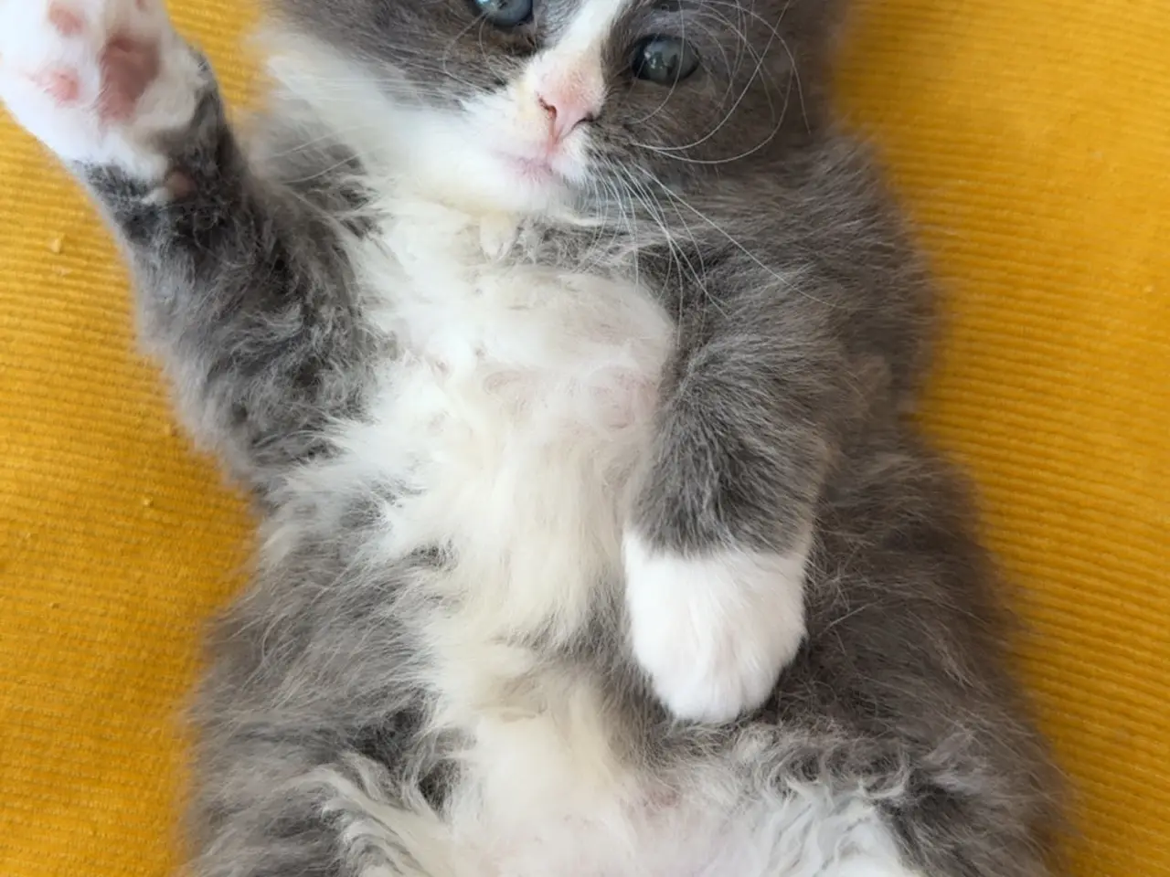 Billede 6 - Dejligste Ragdoll killinger 😻