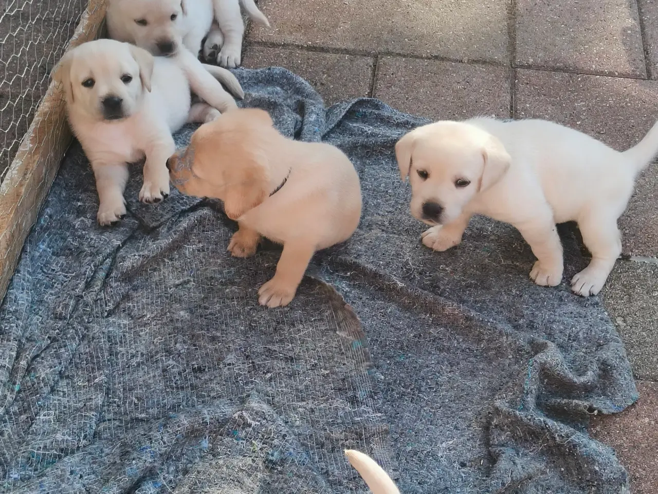 Billede 7 - Gule labrador hvalpe 