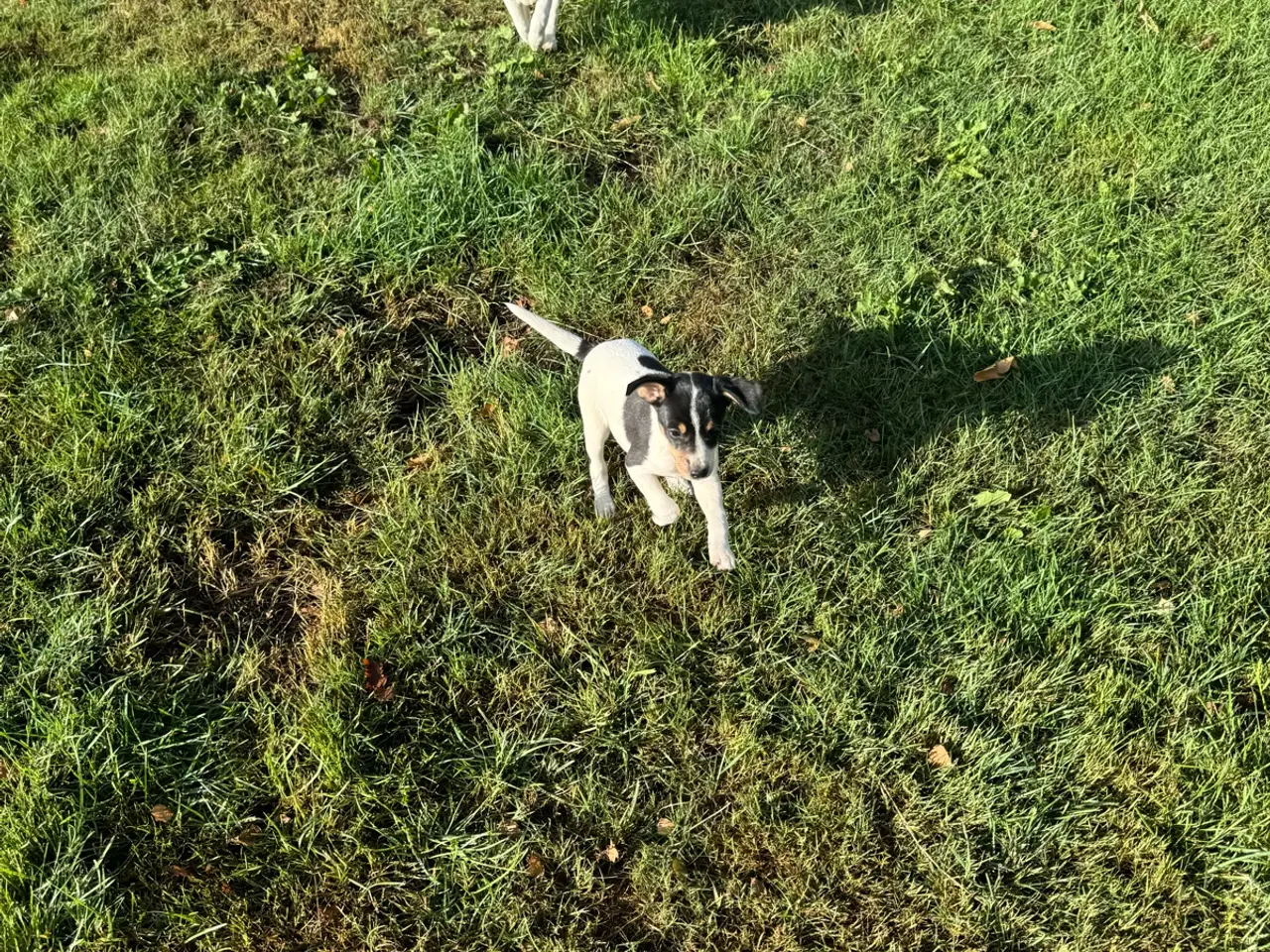 Billede 3 - Dansk/Svensk gårdhunde