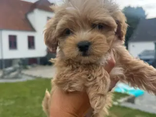 🐶Små Maltipoo hvalpe til salg🐶 - 5