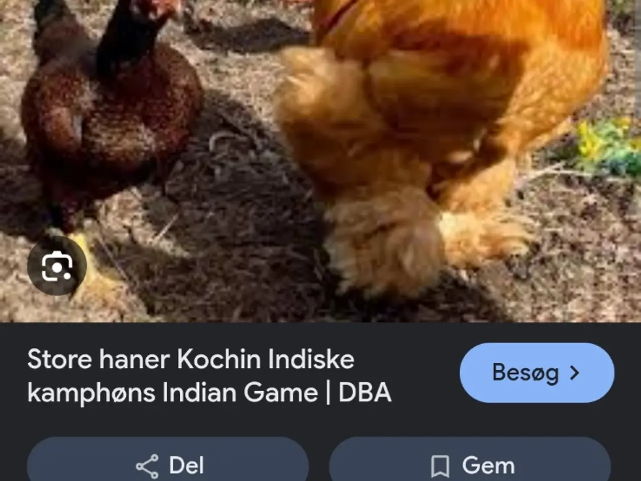 Billede 1 - Søger stor kochin hane I gul