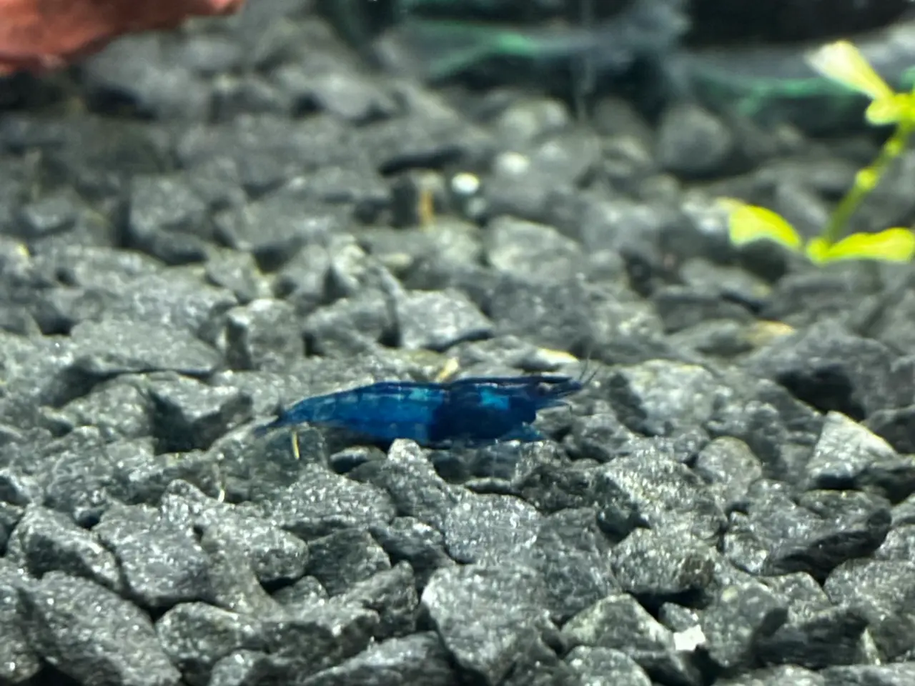 Billede 1 - Blue Dream Rejer