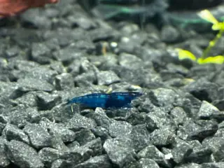 Blue Dream Rejer