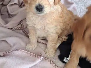 Malipoo hvalp