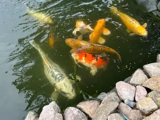 Koi karper