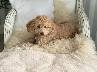 Maltipoo hvalpe - 4