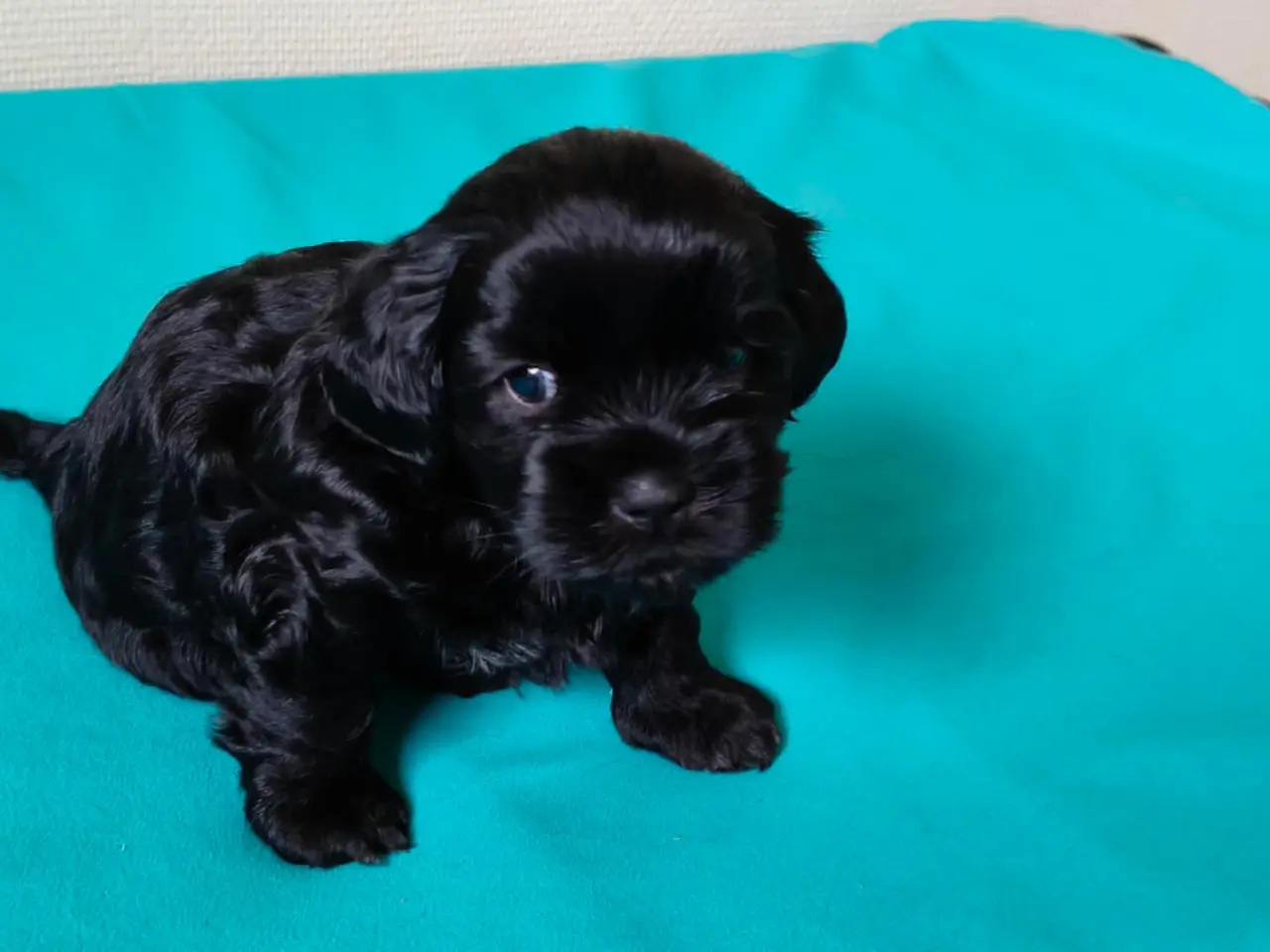 Billede 4 - Malteser / Shih Tzu