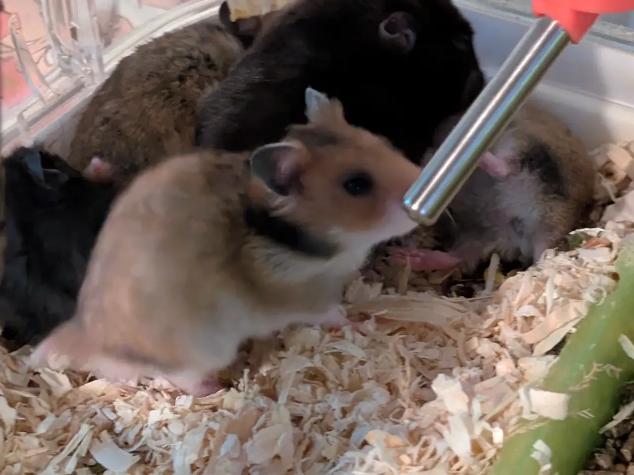 Billede 3 - Hamster unger sælges