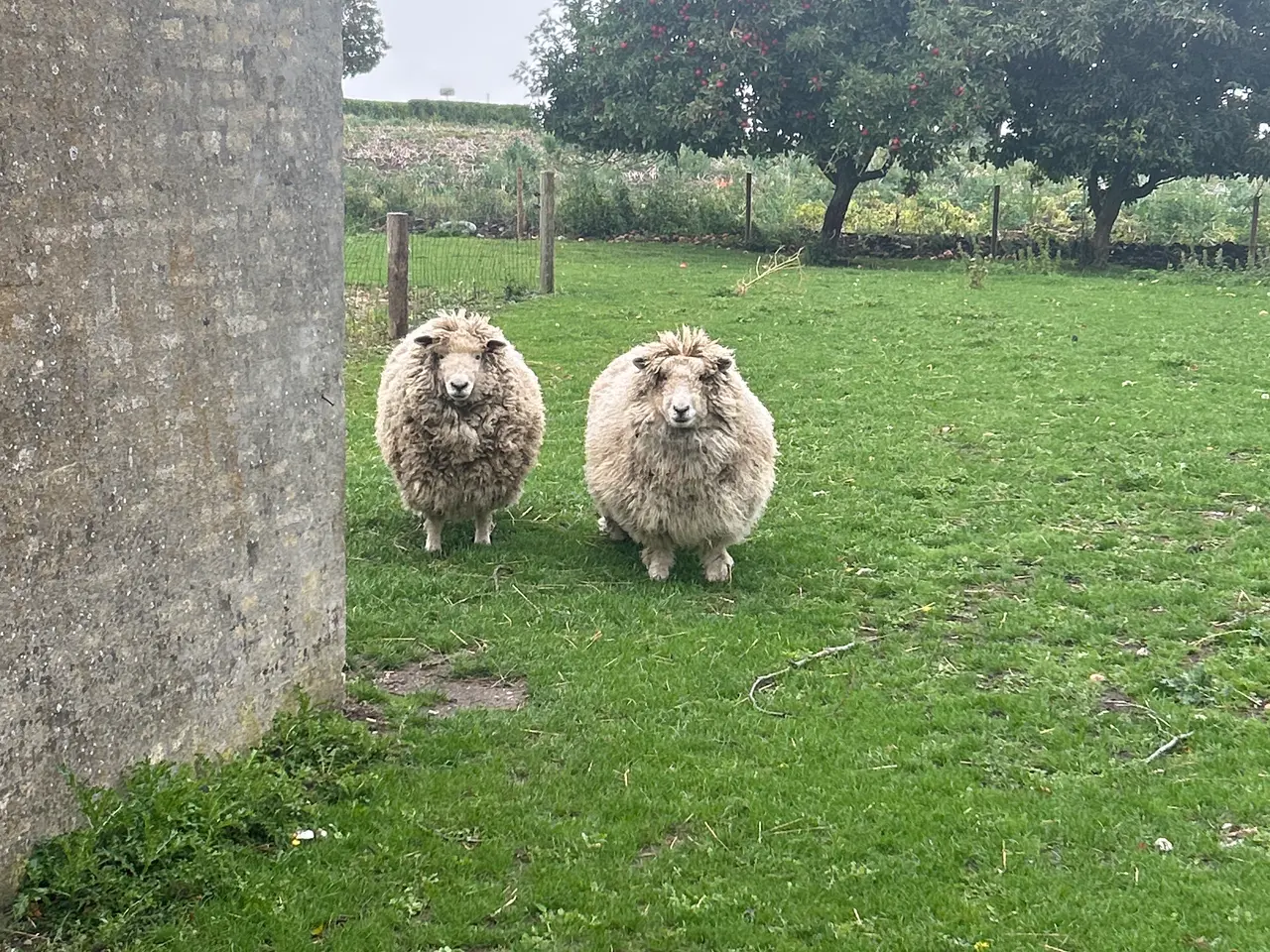 Billede 2 - Marsk får 3 år gamle gimmer 