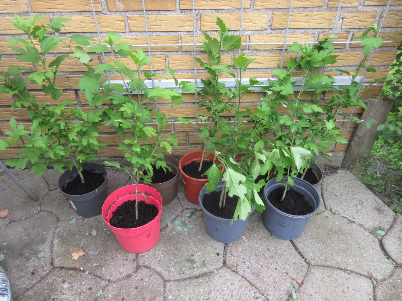 Billede 1 - Billige planter til haven ;-)