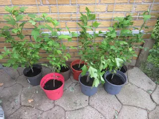 Billige planter til haven ;-)
