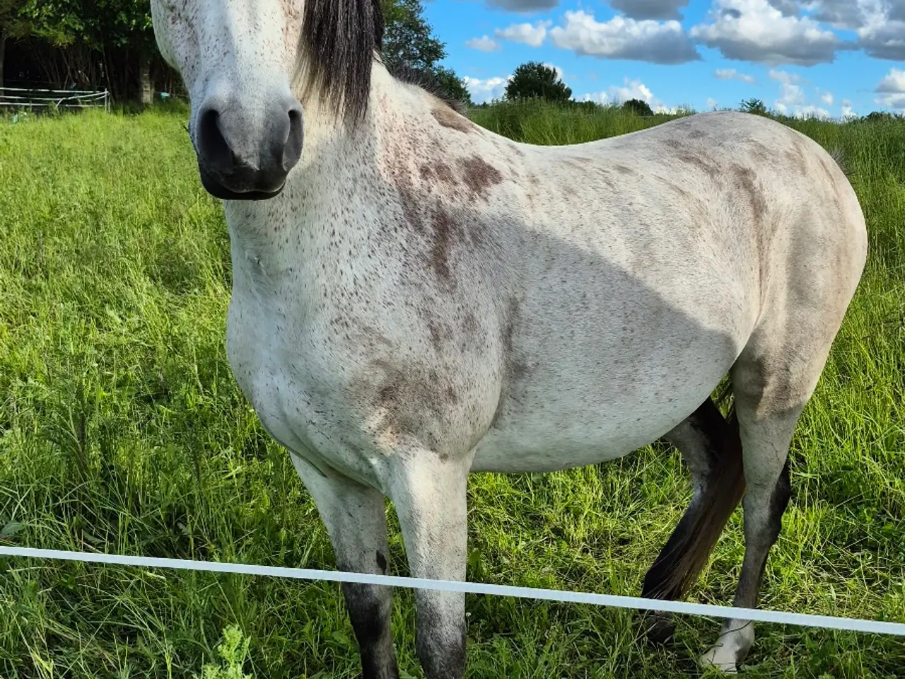 Billede 5 - Sensitiv hoppe