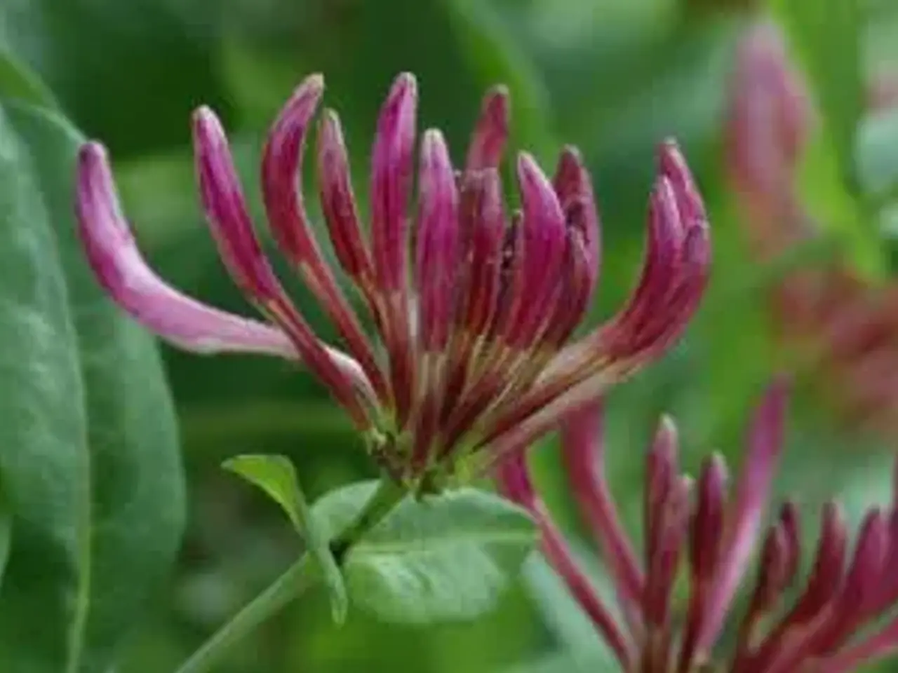 Billede 4 - Kaprifolie slyngeplant