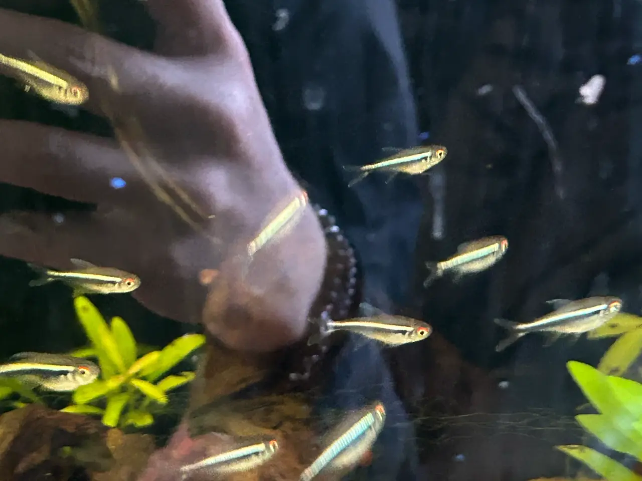 Billede 6 - 🐟🖤 Sorte neonfisk – flotte stimefisk