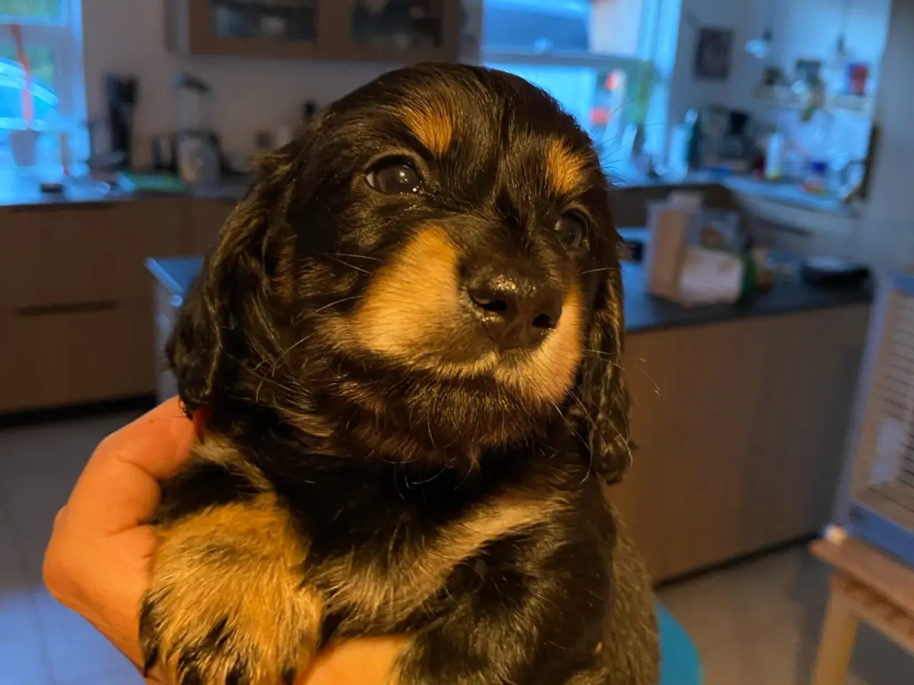 Billede 4 - Langhåret dværggravhund hvalp 7 uger
