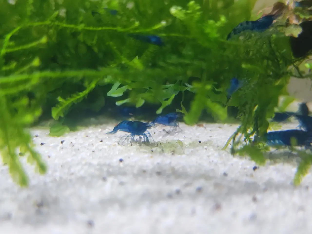 Billede 4 - Blue Dream Rejer 