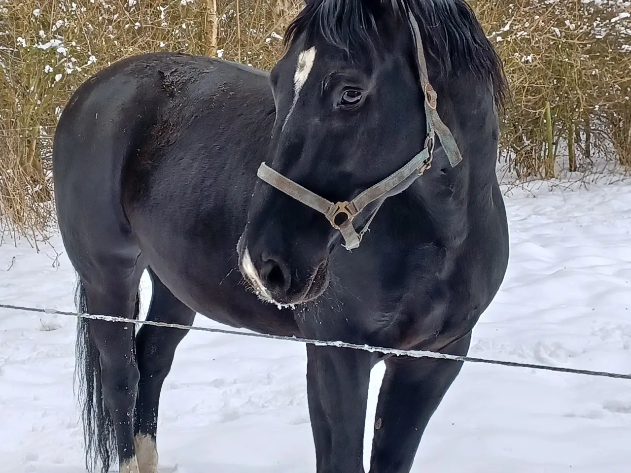 Billede 1 - OLDENBORG HINGST fantastisk sød og ufattelig smuk.