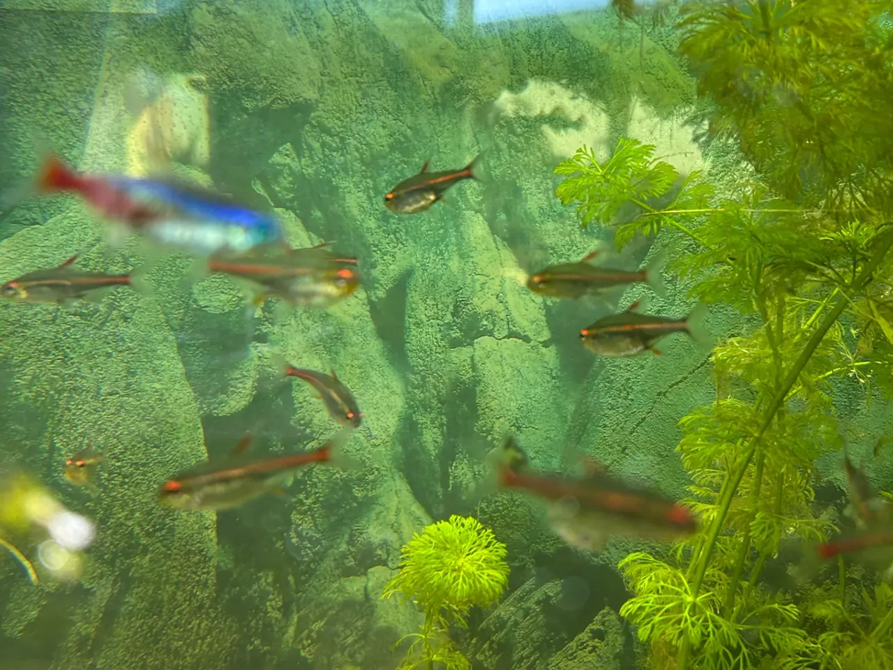 Billede 4 - 🐠 Glødelys Tetra – flotte, sunde stimefisk ✨