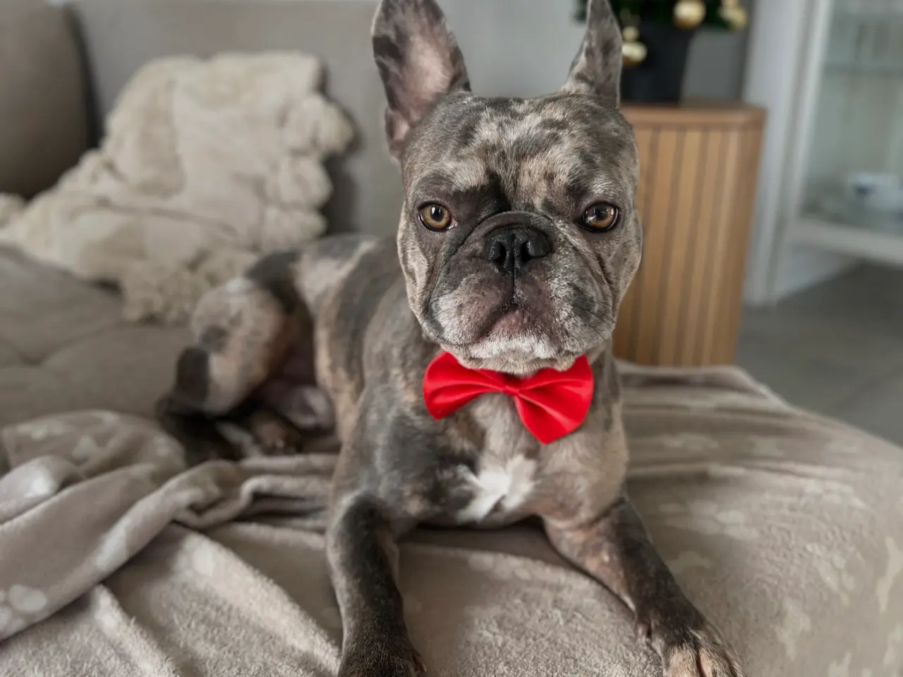 Billede 1 - Fransk Bulldog til parring🐾🩵