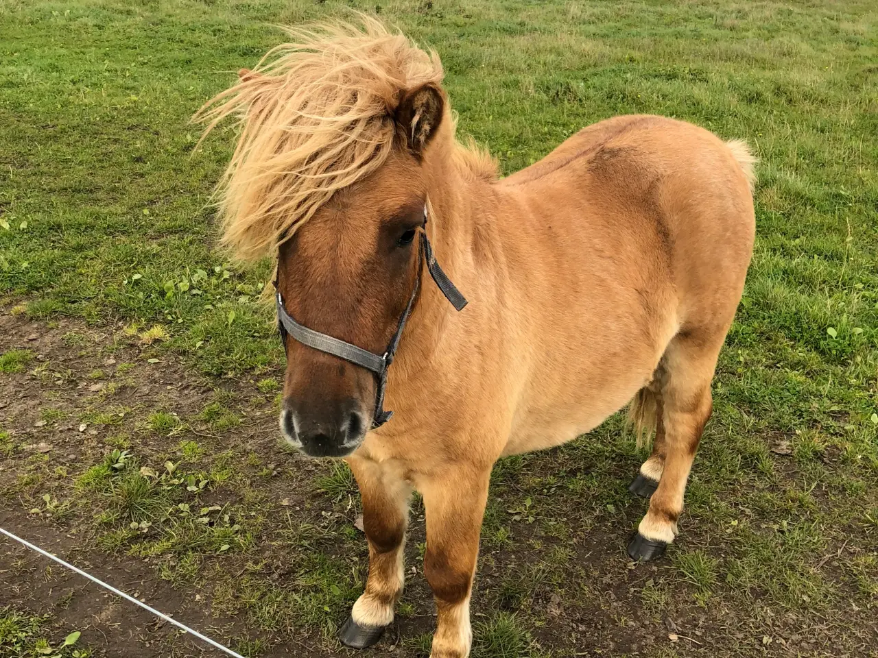 Billede 2 - Shetlandspony